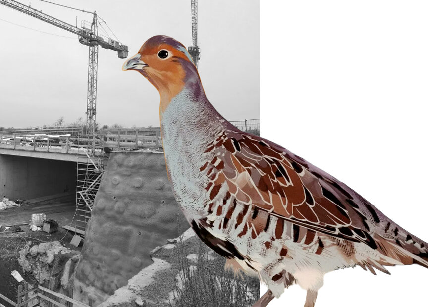 Rebhun vor A143-Tunnel